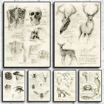 Põder Seene Looduslike looma-Inimese Anatoomia Skelett Plakat, Labor, Instituut Esteetiline Kodu Kaunistamiseks plakateid, lõuend maali